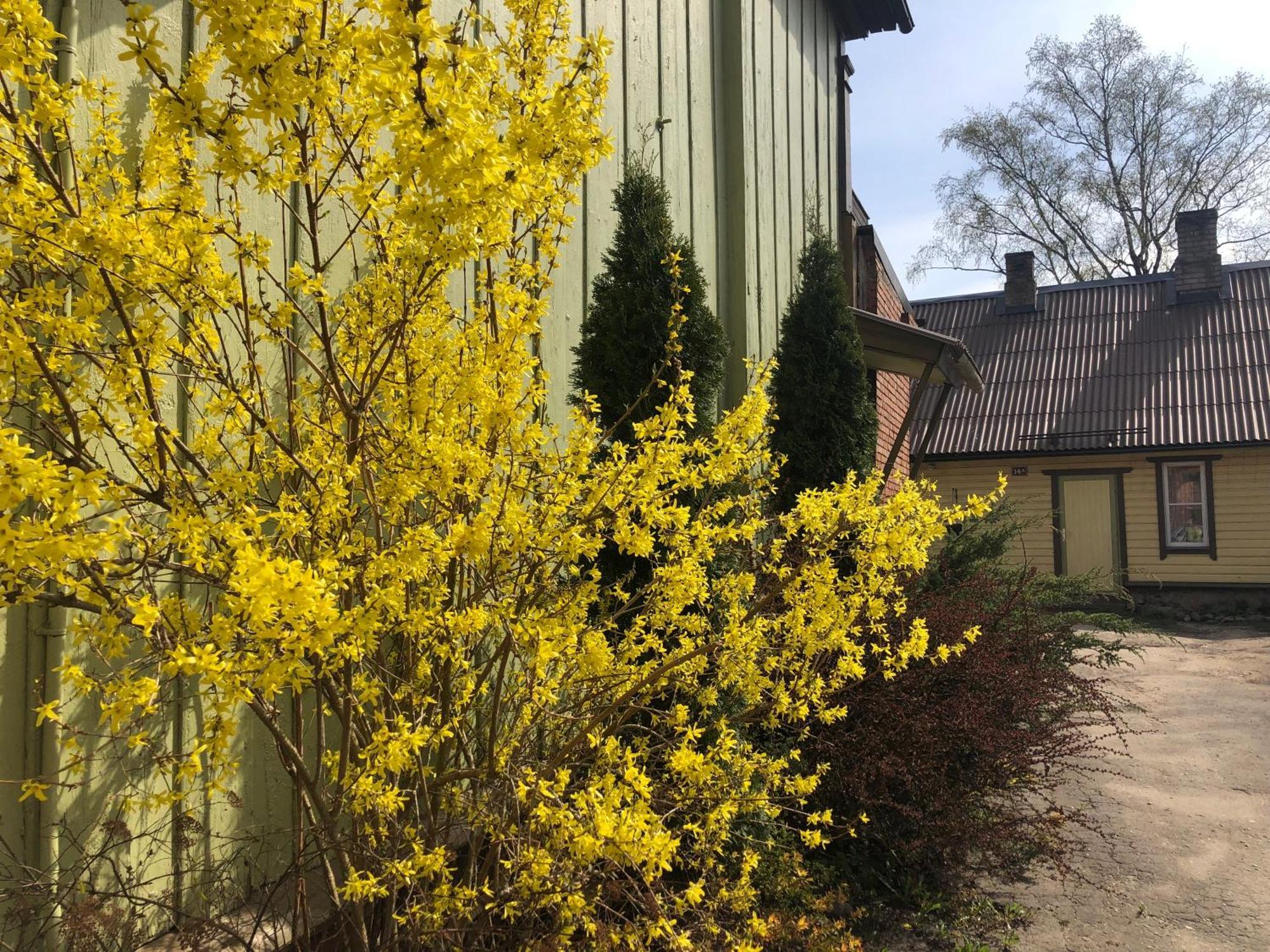 Posti Old Town Apartment Viljandi  Eksteriør bilde